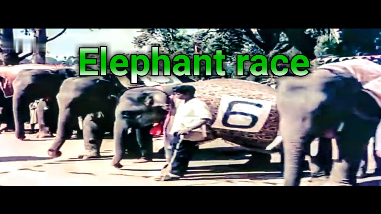 Vigorous elephant race