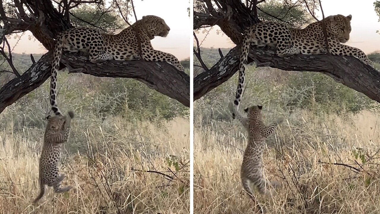 Leopard Cubs Adorably Play With Mom's Tail