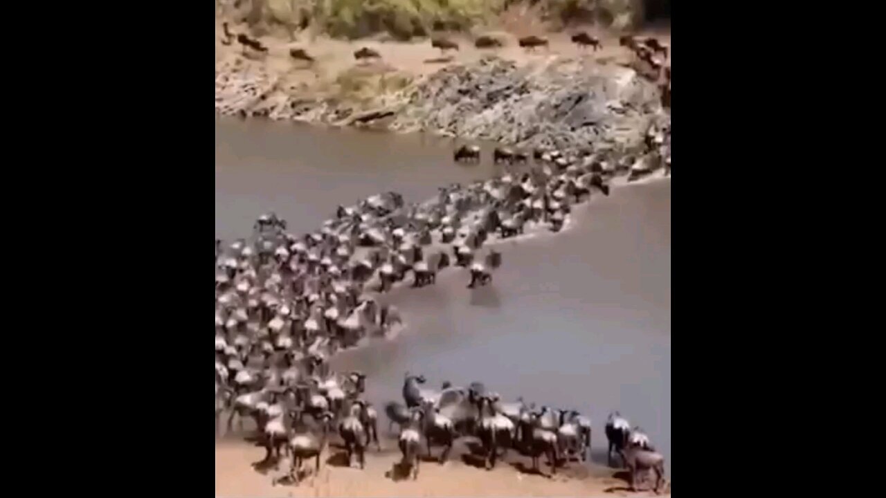 Wildebeest Vs Lion