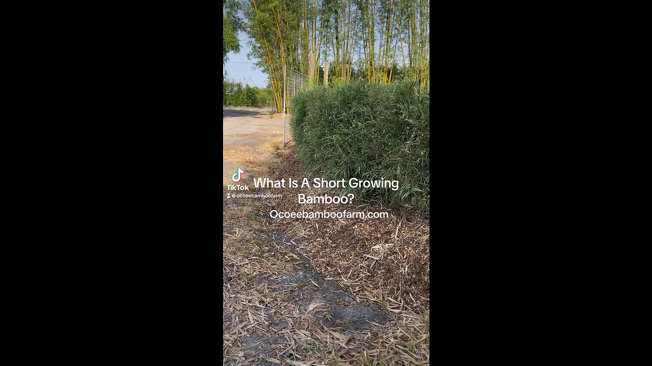 What Is A Short Growing Bamboo - Learn More 407-777-4807 Ocoee Bamboo Farm