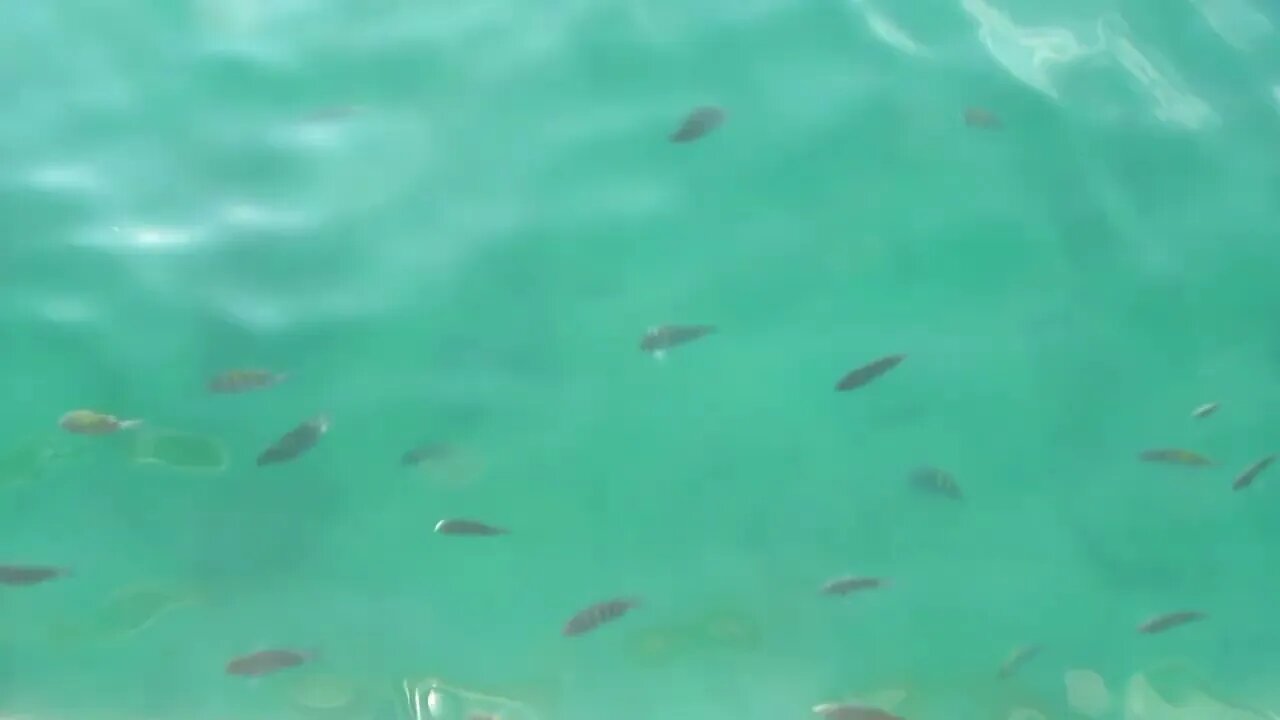 Ilha Grande, Brazil | Fish