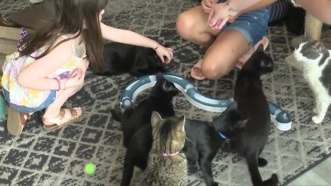 At The Pawffee Shop, coffee, cats, and community come together for a cause