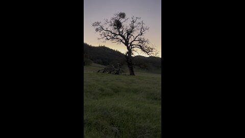 Oak Tree and Ridgeline just after Sunset