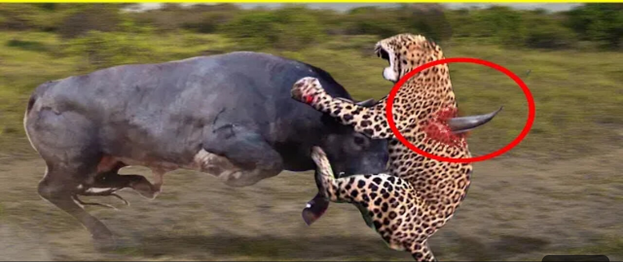 10 Times Leopards Messed With The Wrong opponent