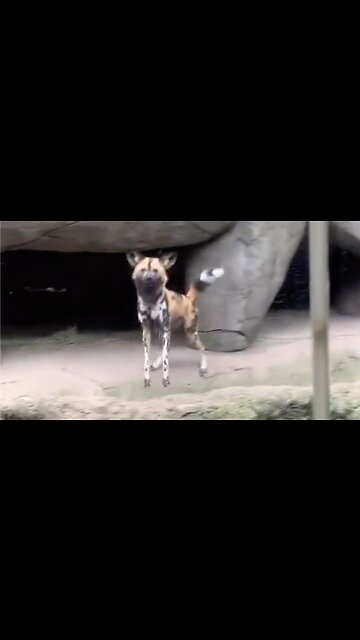 African Painted Dogs At The Zoo Notice A Visitor's Service Animal