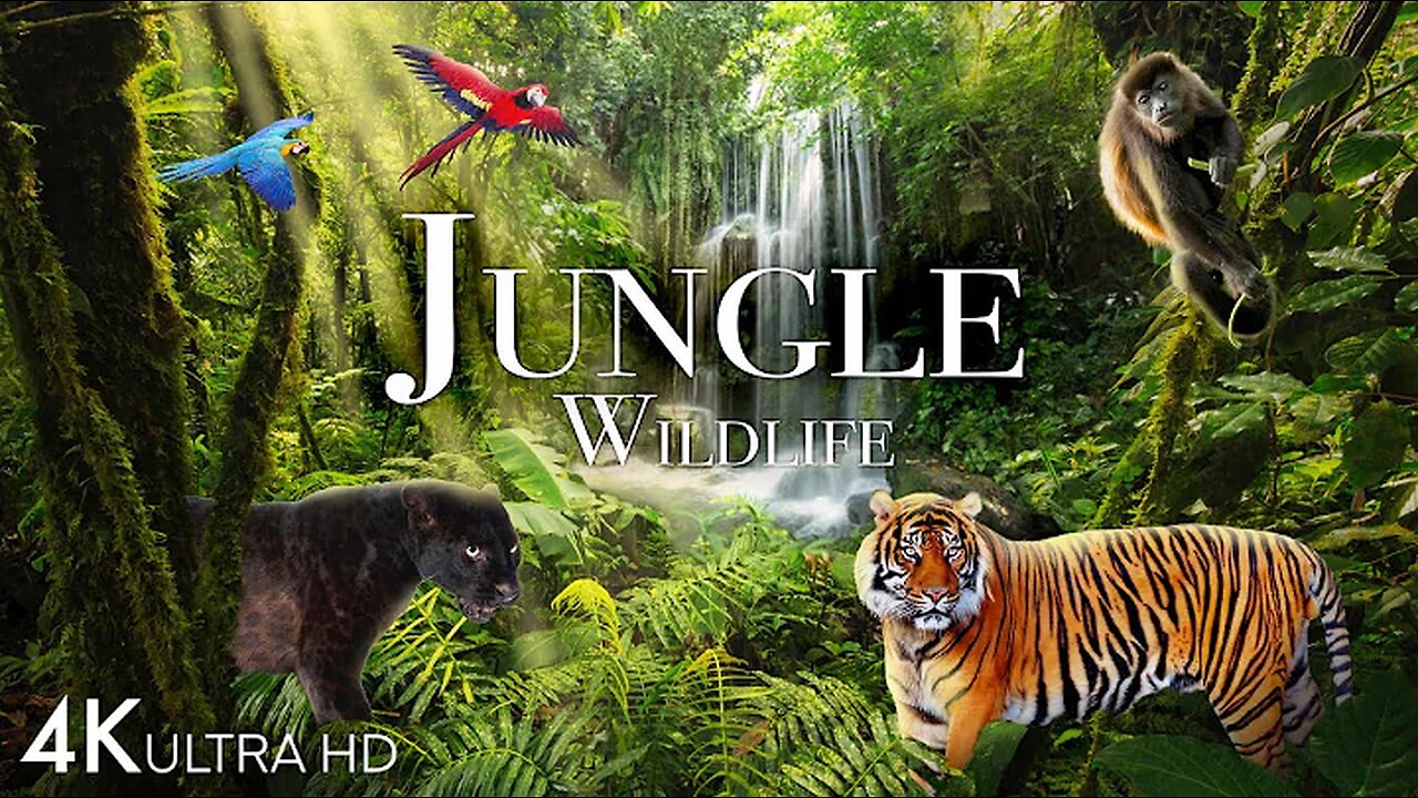 Jungle Wildlife In 4K - Animals That Call The Jungle Home | Rainforest