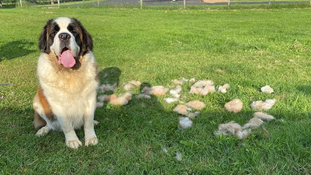 Brushing Walter Timelapse- St. Bernard loves getting brushed