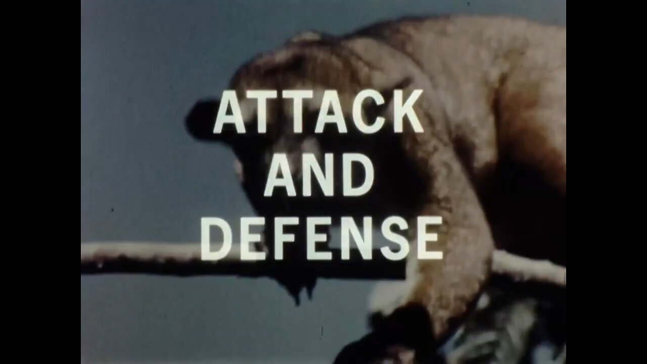 Mutual of Omaha's Wild Kingdom - Attack and Defense