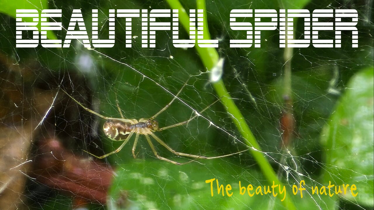 Beautiful spider in a web / A very beautiful insect in nature.