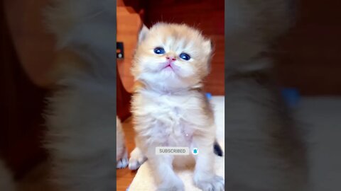 funny cat videos | cute cat videos| cute animals funny cats #shorts #shortsfunny #cutecat #funnycat