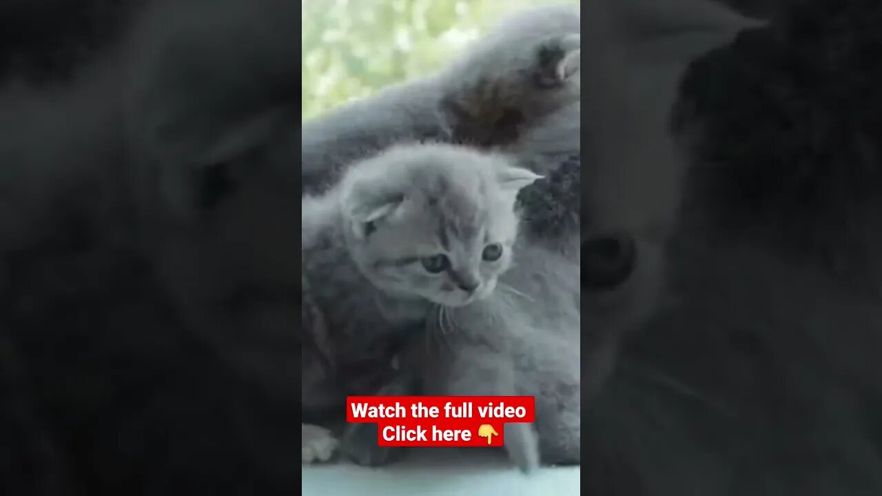 cute cat videos 😹funny videos 😂1255😻#shorts #catvideos #funnycatsvideos #cat