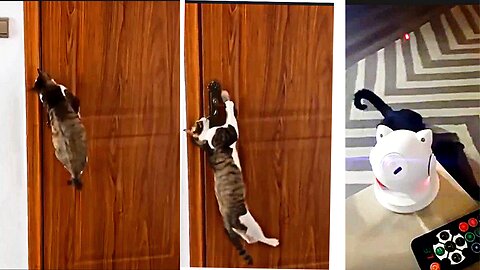 Even Cats Need Their Own Door Key - Check Out This Cute Cat's Attempt!