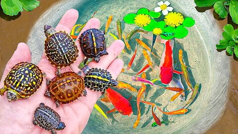 Catch Colorful Baby Turtles In Eggs Unexpectedly, Betta Fish, Clown Fish, Regal Angelfish, Frog