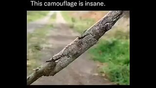 Insane camouflage