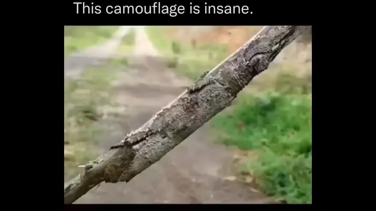 Insane camouflage