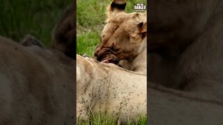 Lions Feeding | Saturday #shorts