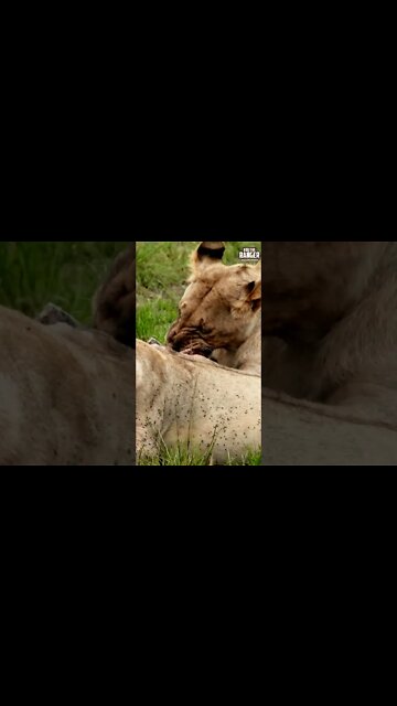 Lions Feeding | Saturday #shorts