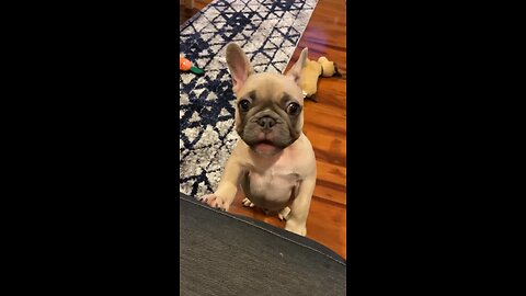 Once a Puppy, Always a Puppy | Mochi The French Bulldog