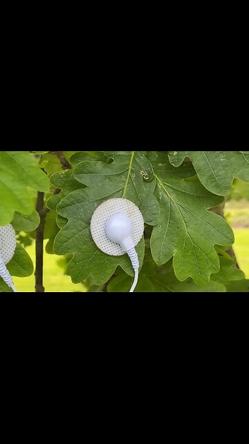 DairOak - the vibration of plants and trees translated into music the human ear can hear