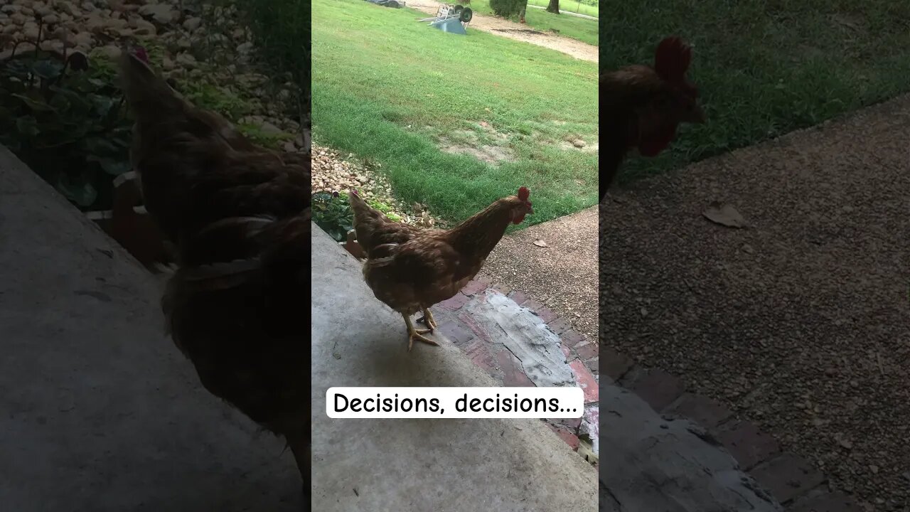 My hen trying to decide if she wants to visit with me. Should I stay or should I go? #chickens