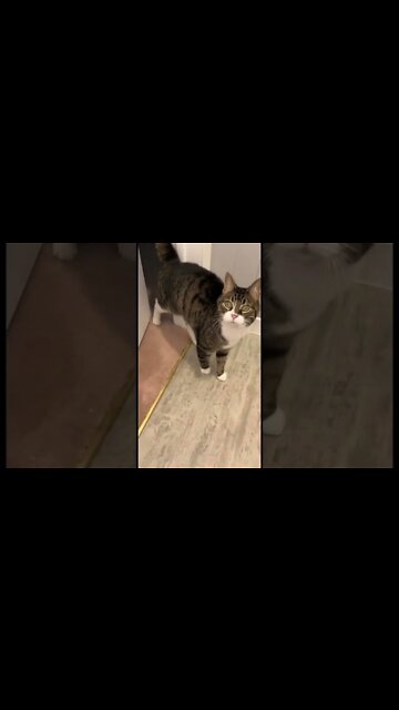 My cute little kitty