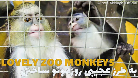 Strangely making our day, the beautiful monkeys of the zoo on the beautiful island of Kish // Iran