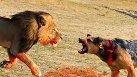 Dog Vs. Lions - 2K17