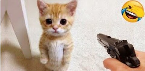 Funniest Animals 2023 😂 Funniest Cats and Dogs 😺🐶