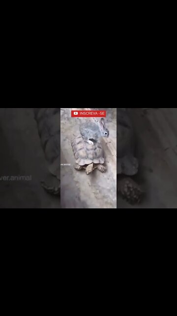 Me da uma carona!!!! Que coisa mais Fofa! #shorts