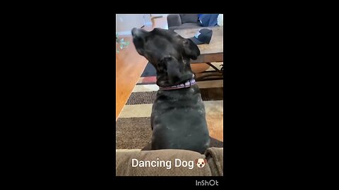 #funnyvideo #funnydogvideo #viralvideo #funnyvideoofanimals