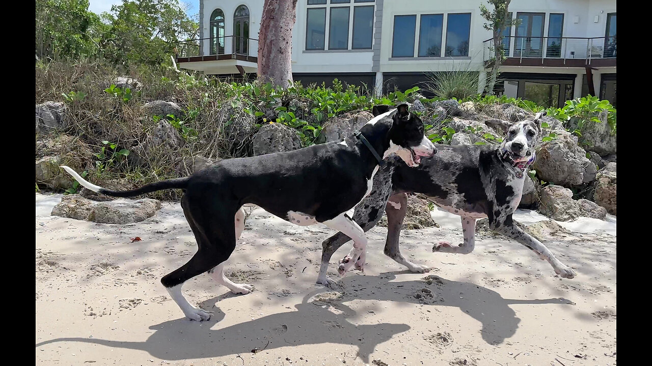 Great Dane 7 Pack Is So Happy To Be Back At Florida Beach Together