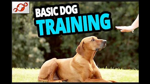 🐕 Basic Dog Training – TOP 10 Essential Commands Every Dog Should Know!