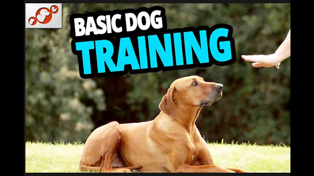 🐕 Basic Dog Training – TOP 10 Essential Commands Every Dog Should Know!