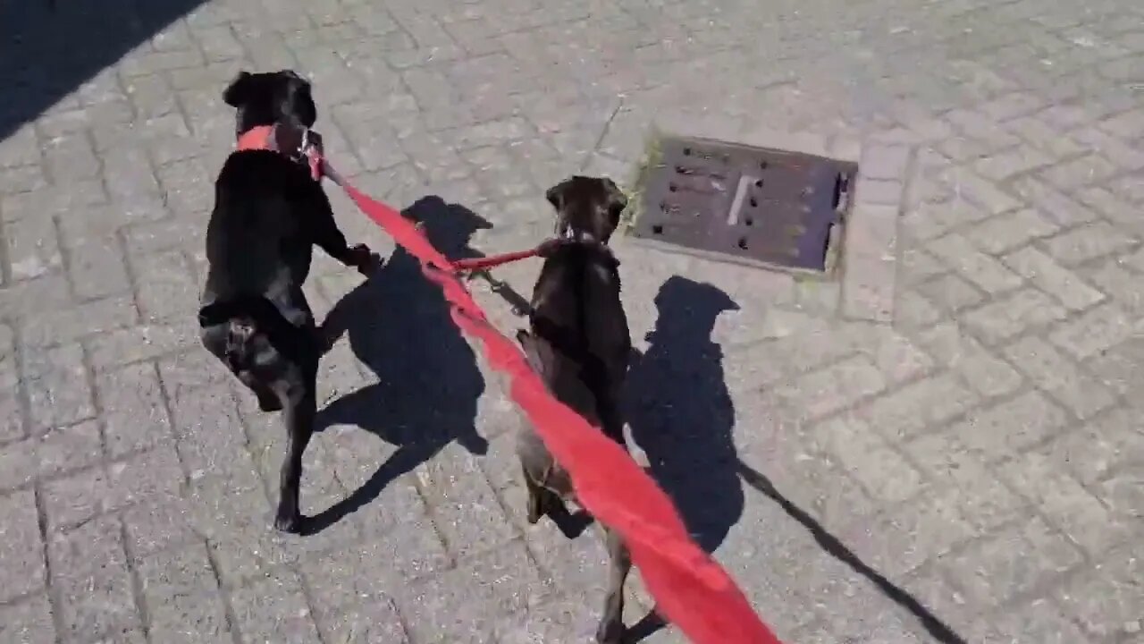 MASTIFFS differences with dogs BRED for SOFT or HARD TIMES and conditions