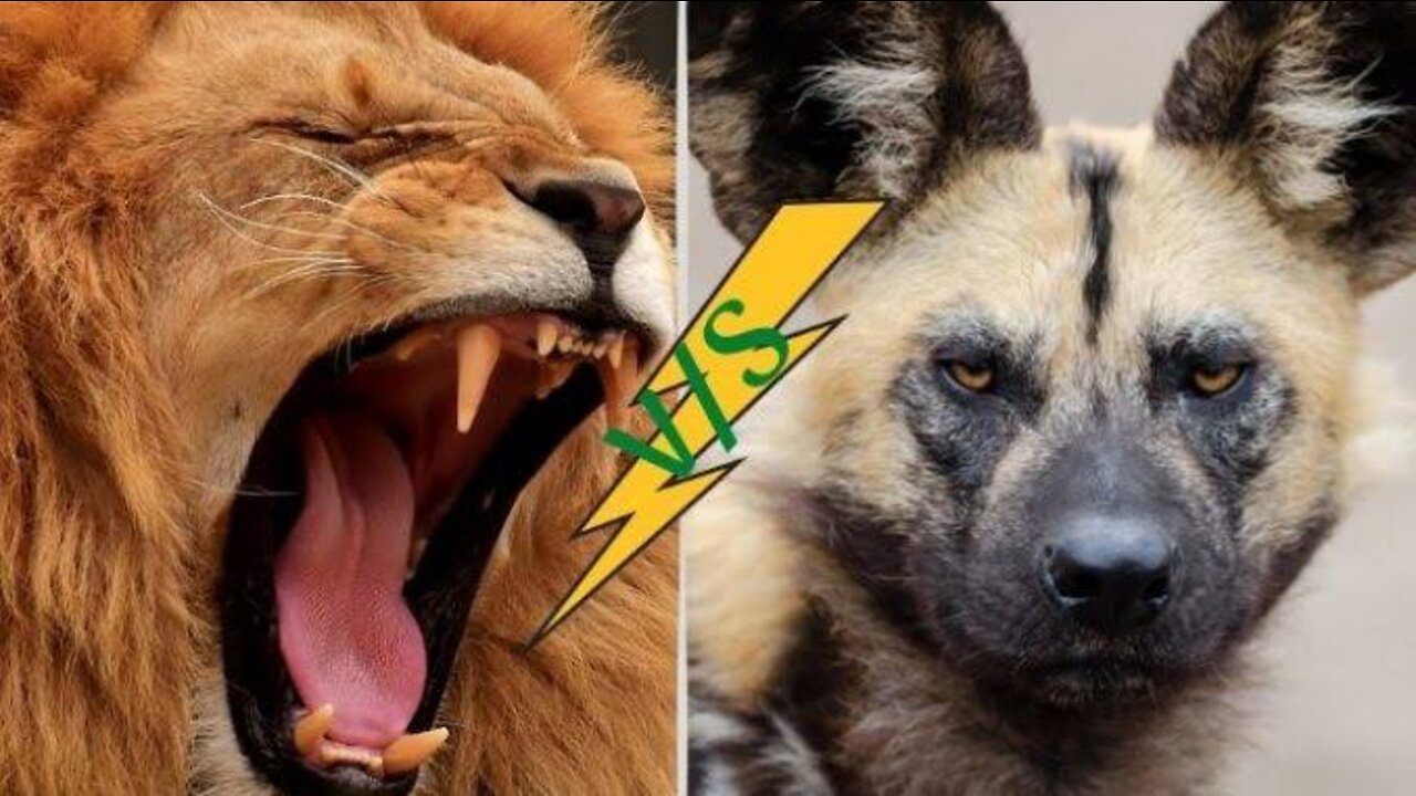 Dog vs Lion