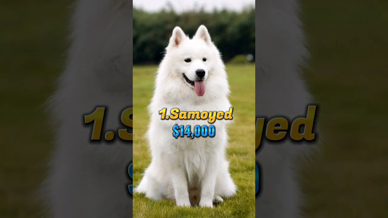 World most popular dog