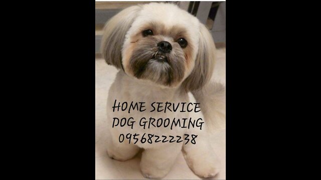 How to Groom a Shih Tzu full Groom (Charlie)