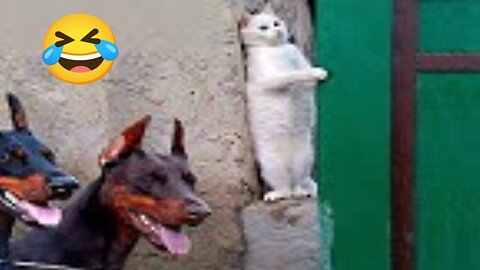 Funny Animal Videos Part 54||Funny Animal Videos Compilation||