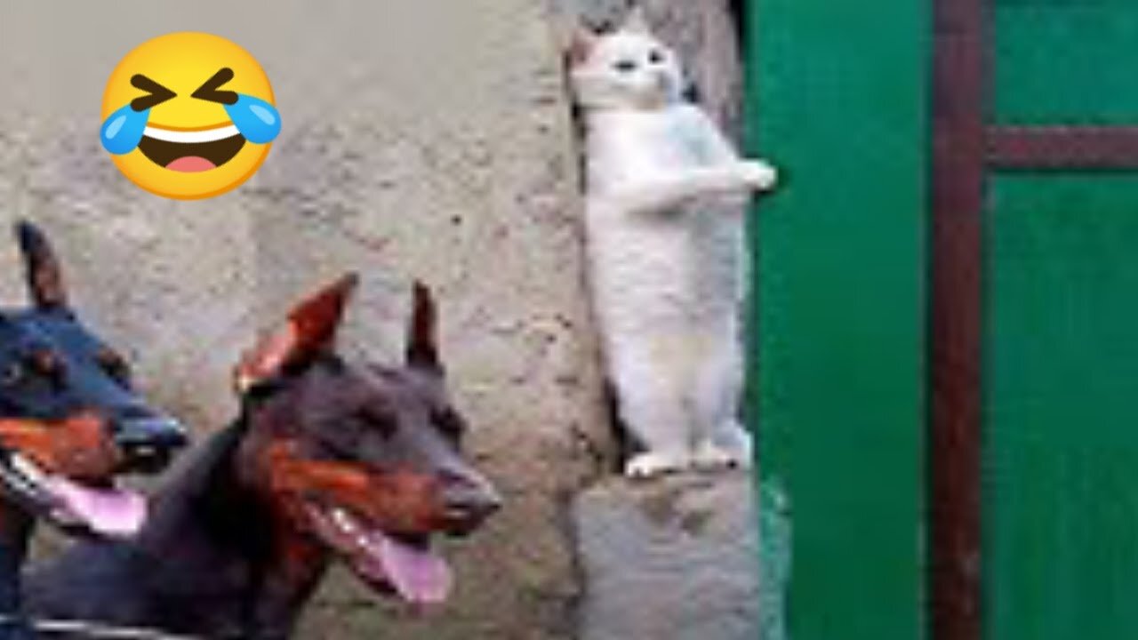 Funny Animal Videos Part 54||Funny Animal Videos Compilation||