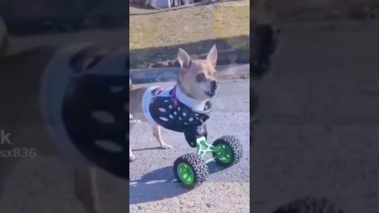 Dog Survival 😲