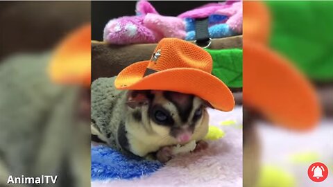 sugar glider flying funny video