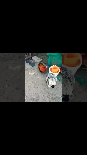 Chook chook Rhiannon Rusty and P2