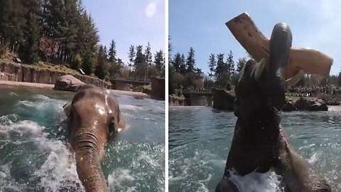 Asian Elephant Samudra Loves The Water