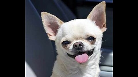 Funny Dog Videos - Cute Puppy Compilation