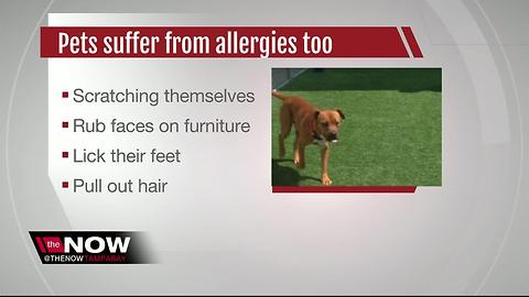 Allergy season peaking in Bay area for pets too