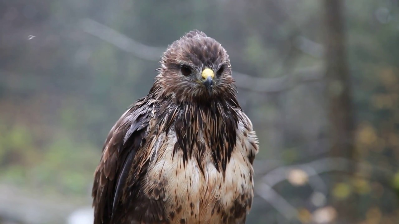 A Wet Hawk | Hawk Video | Beautiful Video