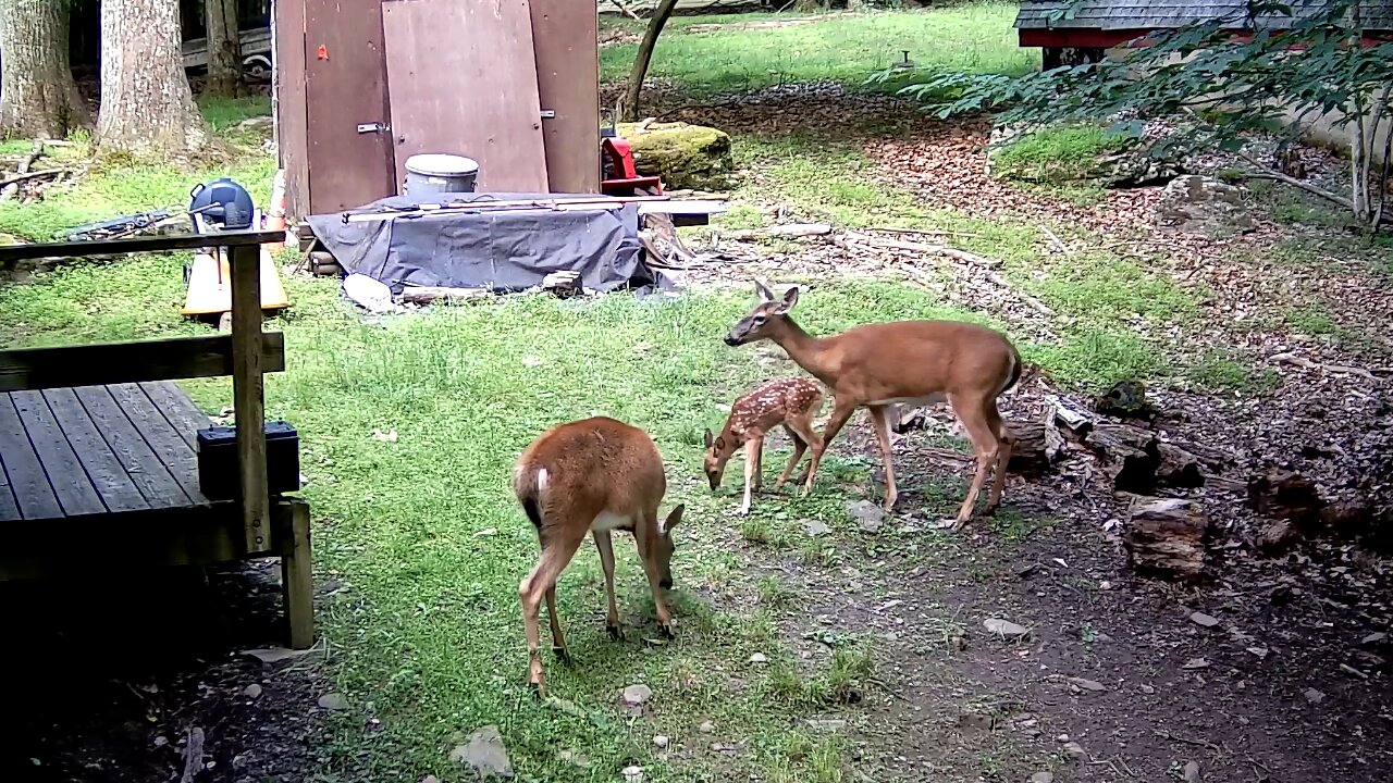Momma and fawn