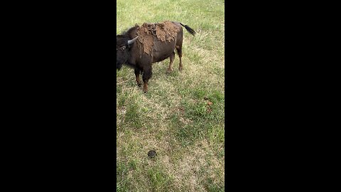 Feeding the Buffalo