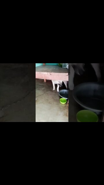 Our livestock guardian dog and puppy alert to something and shows up in a flash #shorts #puppy #dogs