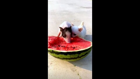 Dogs and pigs that eat watermelon in summer, so cool